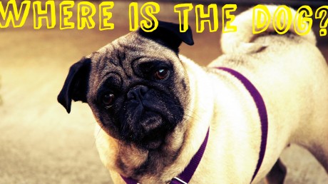 Expressões com "dog" no inglês que ficam sem "cachorro" no português pug1 inFlux