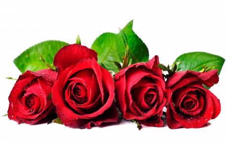 Winsome-red-rose-flowers