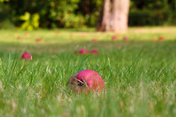 fallen-apples-in-grass-112940814212gp