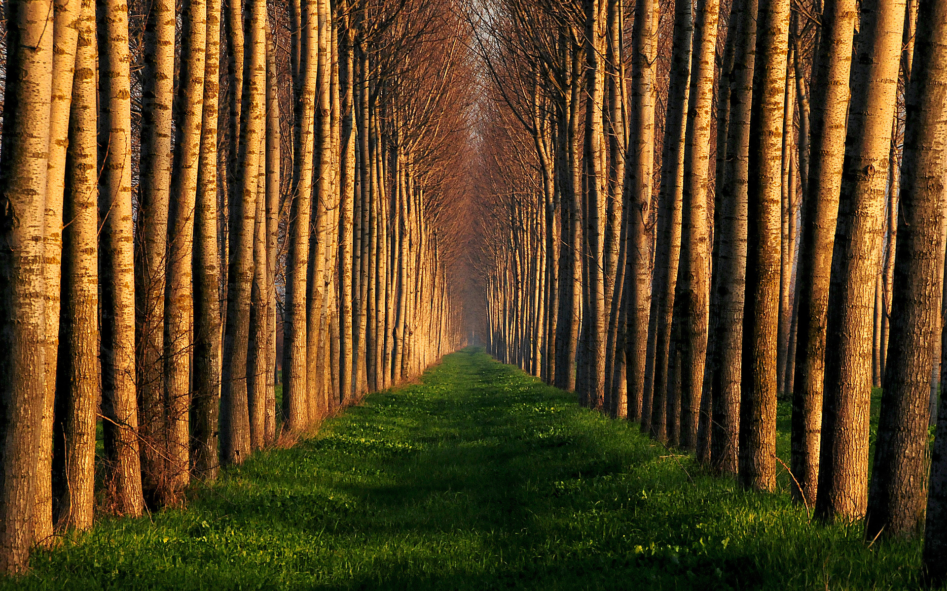 3d-abstract_widewallpaper_path-of-trees_53509