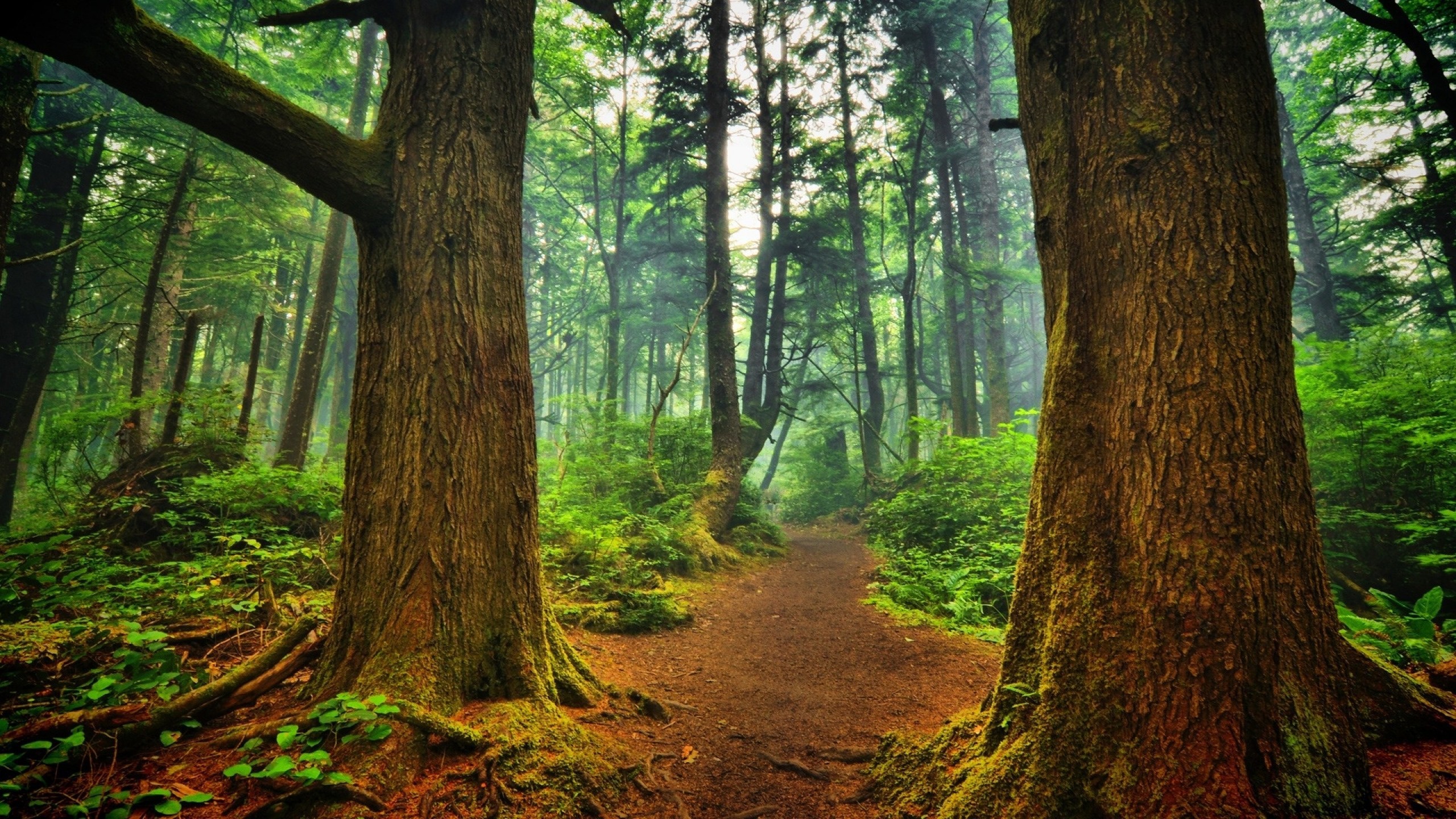 Nature___Forest_____The_path_among_the_trees_082620_