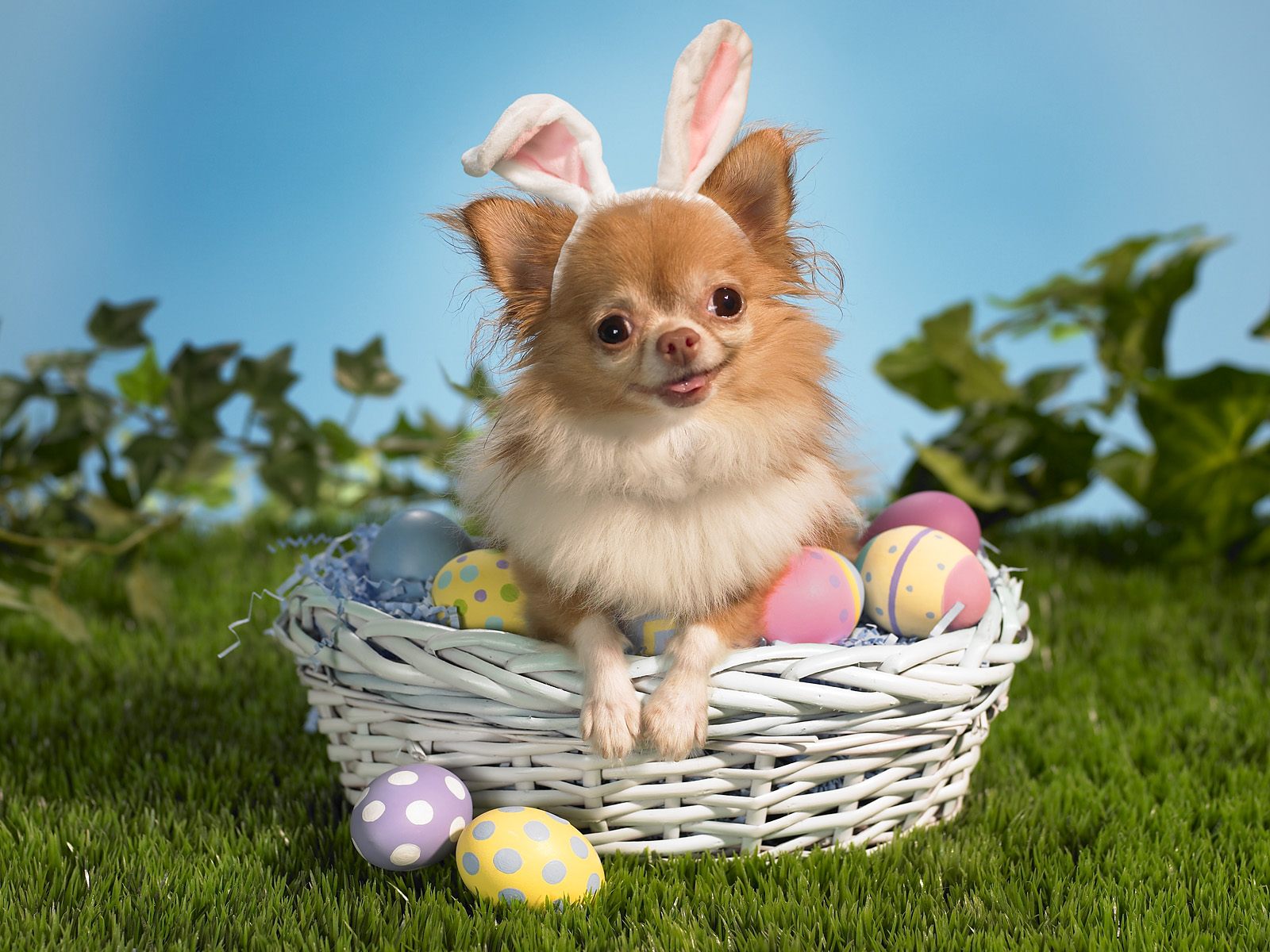 easter-animal-wallpaper