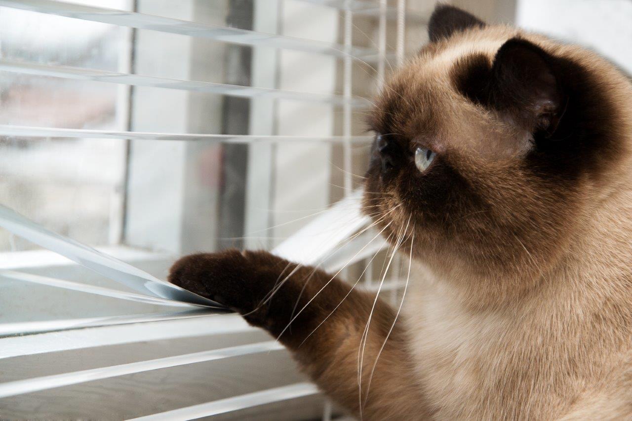 at-in-the-window-img1.jpg