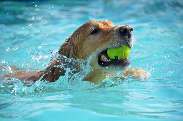 dog-paddle-dest.jpg