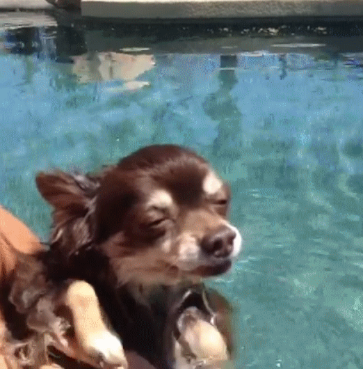 dog-paddle-gif2.gif