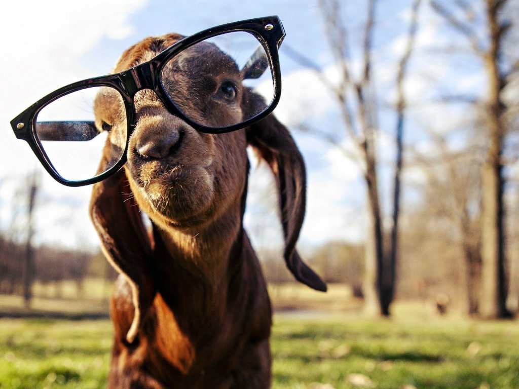 expressões com animais em espanhol - img1 - dest.jpg
