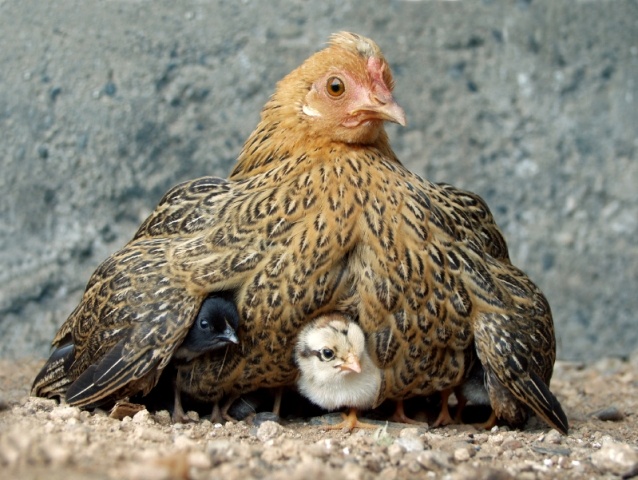 mother-hen-dest.jpg