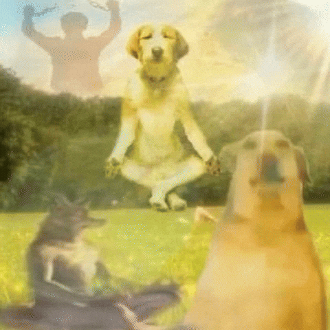 GIF relacionado a vira-lata caramelo
