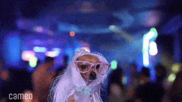 Chunks para chamar alguém para sair em inglês Night Out Dancing GIF by Cameo
DESCRIÇÃO DA IMAGEM: Chihuahua usando óculos e uma peruca loira dançando em uma balada.