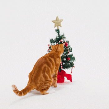 Decorações de Natal em espanhol colocar-decoracoes-de-natal-em-espanhol
DESCRIÇÃO DA IMAGEM: Um gato laranja está brincando com uma mini árvore de natal decorada com bolinhas vermelhas, bengalas brancas e vermelhas e uma estrela dourada no topo.
